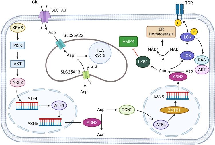 https://cdn.ncbi.nlm.nih.gov/pmc/blobs/c249/10497558/4d8caee99396/41392_2023_1569_Fig6_HTML.jpg