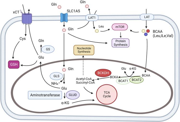 https://cdn.ncbi.nlm.nih.gov/pmc/blobs/c249/10497558/5a6034979236/41392_2023_1569_Fig2_HTML.jpg
