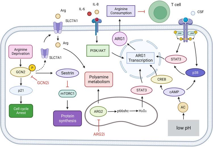 https://cdn.ncbi.nlm.nih.gov/pmc/blobs/c249/10497558/a5a8ae529a63/41392_2023_1569_Fig8_HTML.jpg