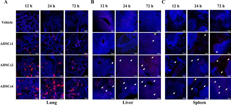 https://cdn.ncbi.nlm.nih.gov/pmc/blobs/c249/9940377/95fe5b2b78c8/13287_2023_3253_Fig2_HTML.jpg