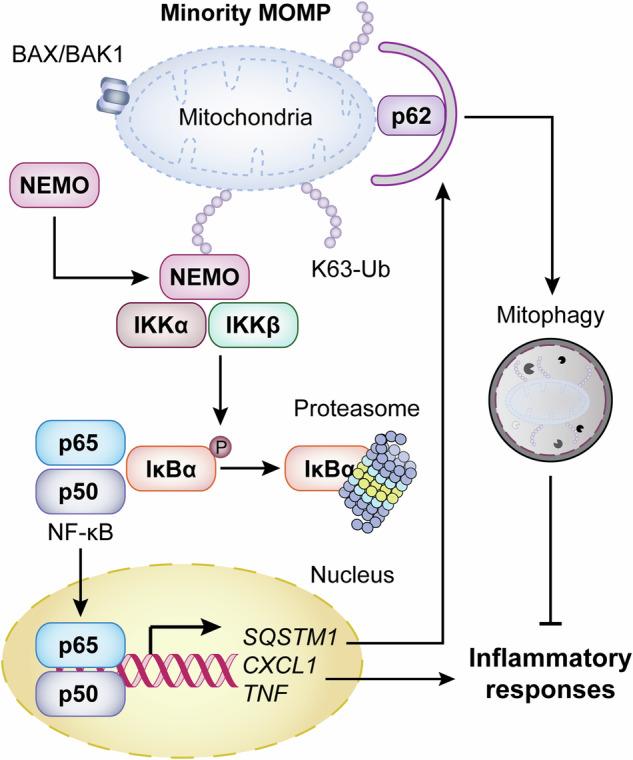 https://cdn.ncbi.nlm.nih.gov/pmc/blobs/c24a/11222492/724c04df7a04/41419_2024_6868_Fig1_HTML.jpg