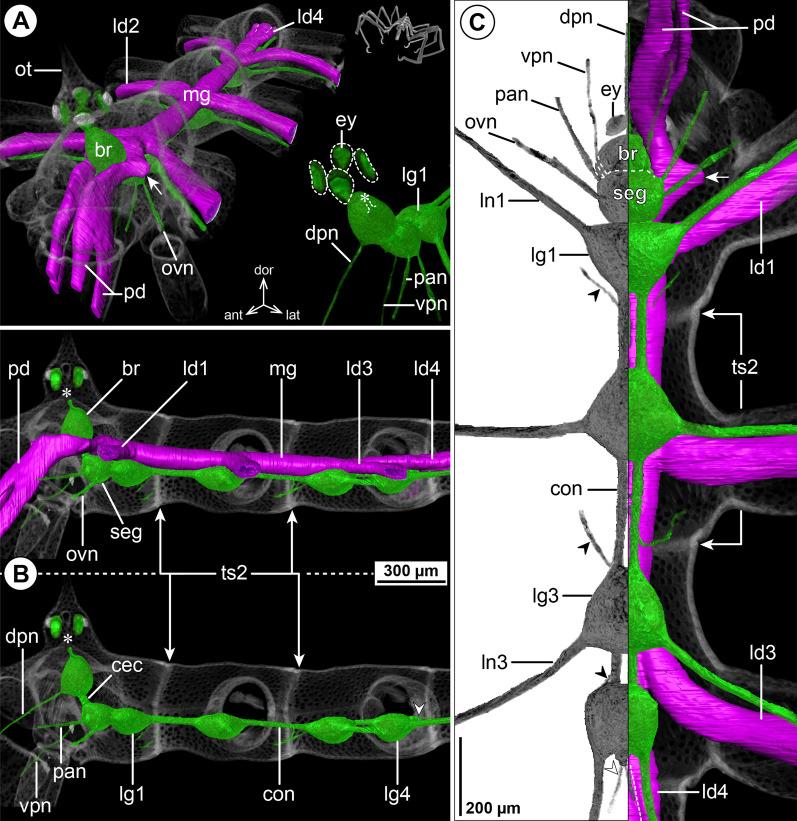 https://cdn.ncbi.nlm.nih.gov/pmc/blobs/c24b/8973786/d3f0abd1fa78/12983_2022_459_Fig6_HTML.jpg