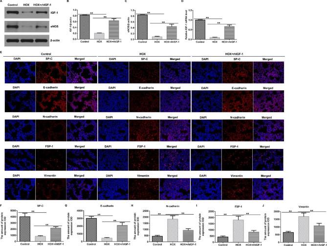 https://cdn.ncbi.nlm.nih.gov/pmc/blobs/c24c/10273711/56d2ebca2527/12890_2023_2498_Fig6_HTML.jpg