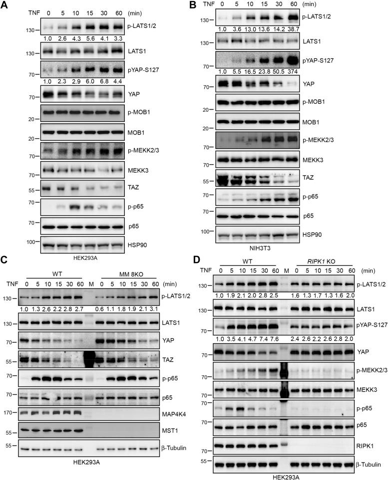 https://cdn.ncbi.nlm.nih.gov/pmc/blobs/c24f/7948509/8a95f7a58858/gr1.jpg