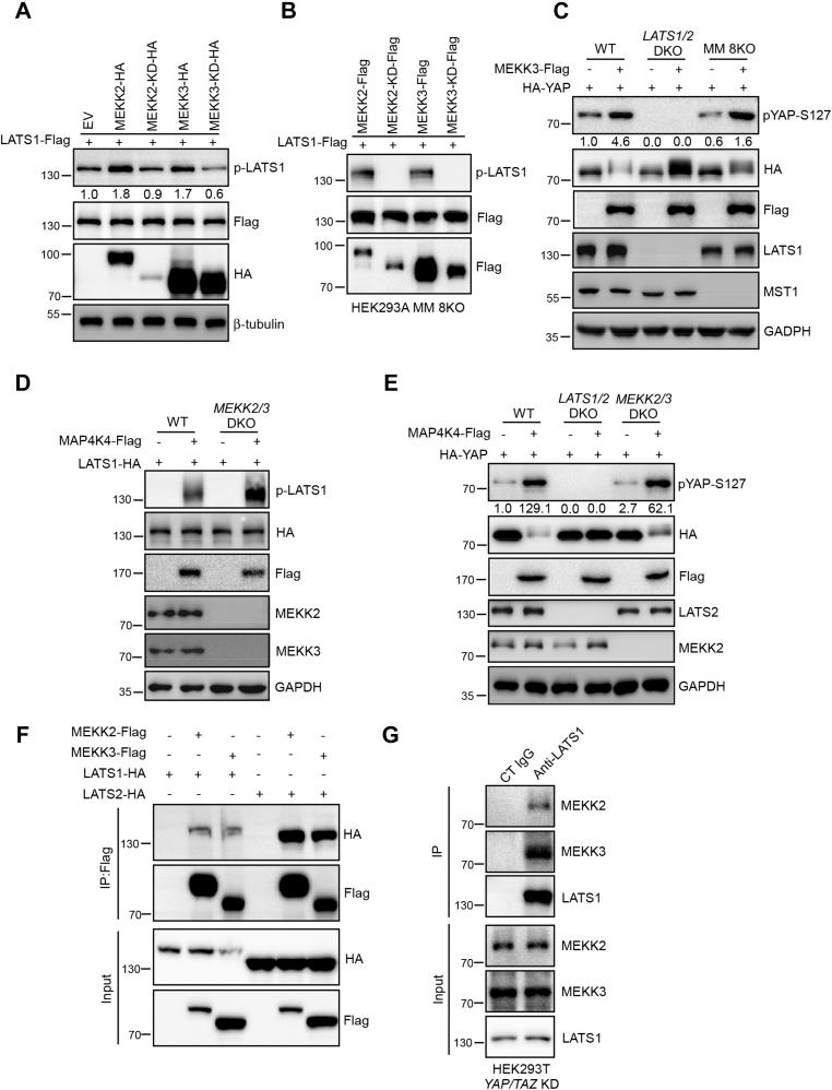 https://cdn.ncbi.nlm.nih.gov/pmc/blobs/c24f/7948509/fddd76eaa2d9/gr2.jpg