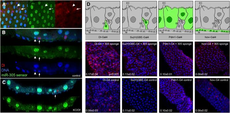 https://cdn.ncbi.nlm.nih.gov/pmc/blobs/c250/4215186/d922fbe3c7f3/2421fig4.jpg