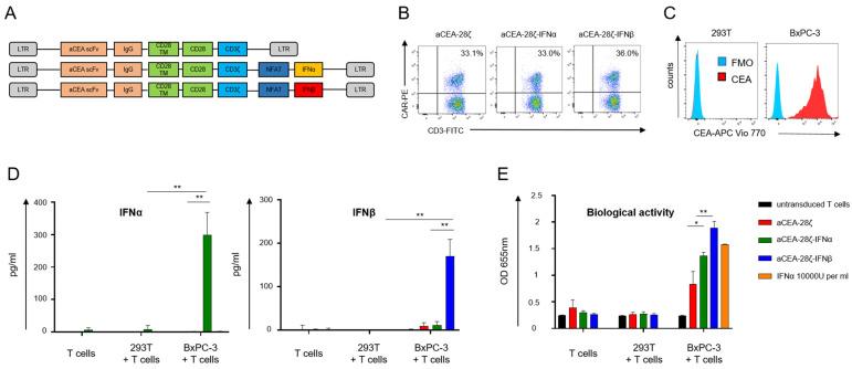 https://cdn.ncbi.nlm.nih.gov/pmc/blobs/c251/9737386/80b1b9389fb7/cells-11-03839-g001.jpg