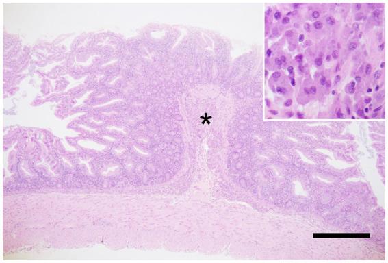 https://cdn.ncbi.nlm.nih.gov/pmc/blobs/c252/12264911/9516bd604eec/fvets-12-1548757-g001.jpg