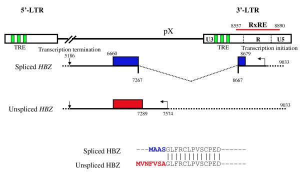 https://cdn.ncbi.nlm.nih.gov/pmc/blobs/c252/2731725/d7cfb0b9c285/1742-4690-6-71-1.jpg