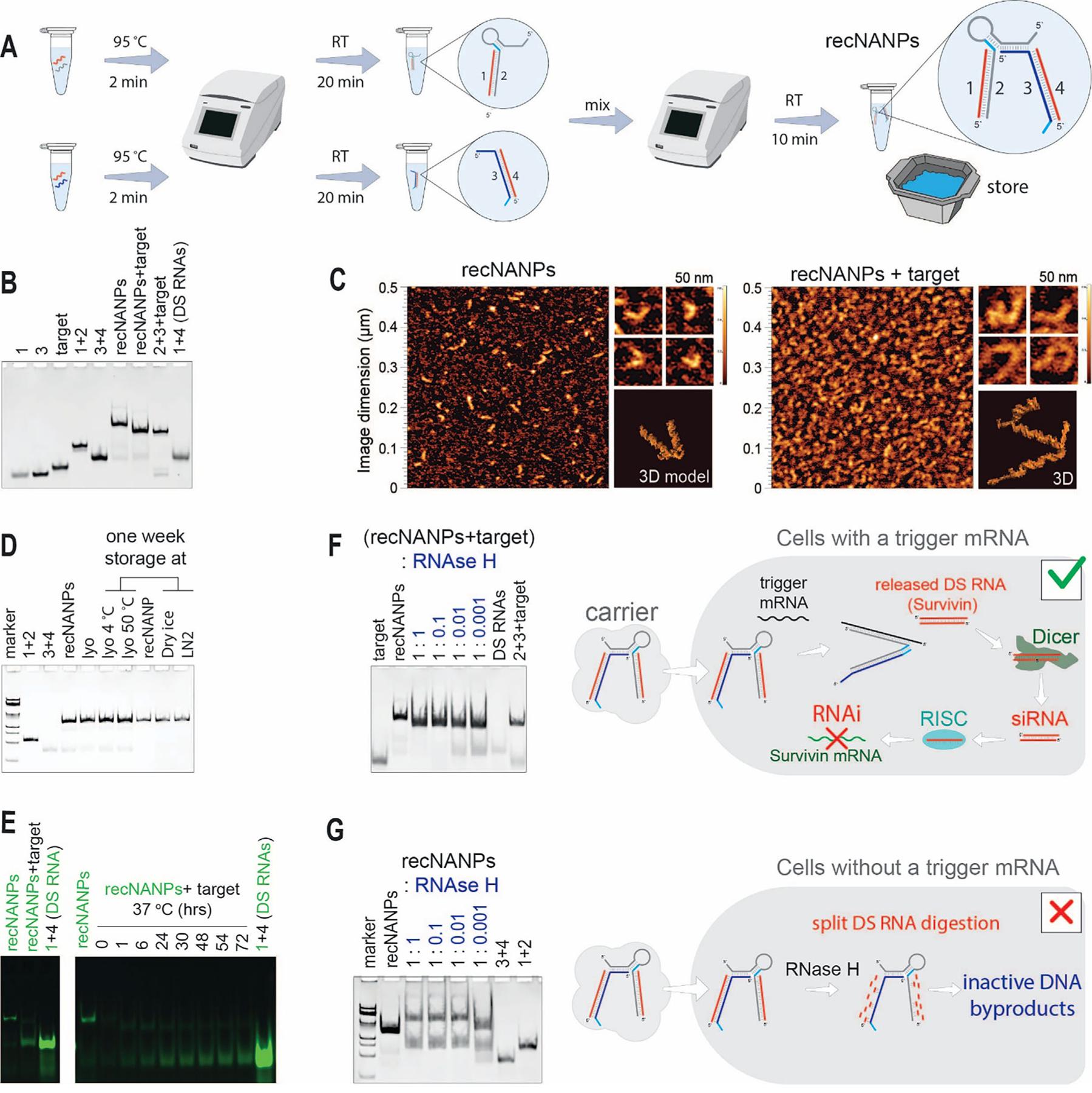 https://cdn.ncbi.nlm.nih.gov/pmc/blobs/c253/12369976/b487f3efd1f4/nihms-2101912-f0002.jpg