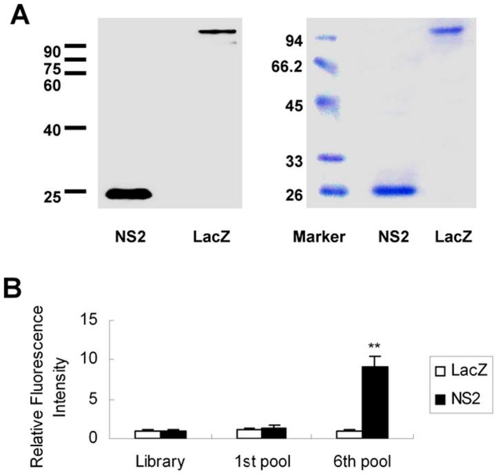 https://cdn.ncbi.nlm.nih.gov/pmc/blobs/c257/3938669/c313157c2353/pone.0090333.g001.jpg