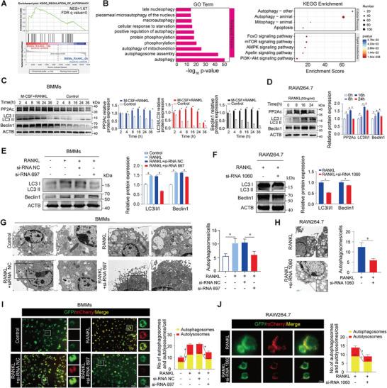 https://cdn.ncbi.nlm.nih.gov/pmc/blobs/c259/11423161/81ac59d1a7d4/ADVS-11-2404080-g006.jpg