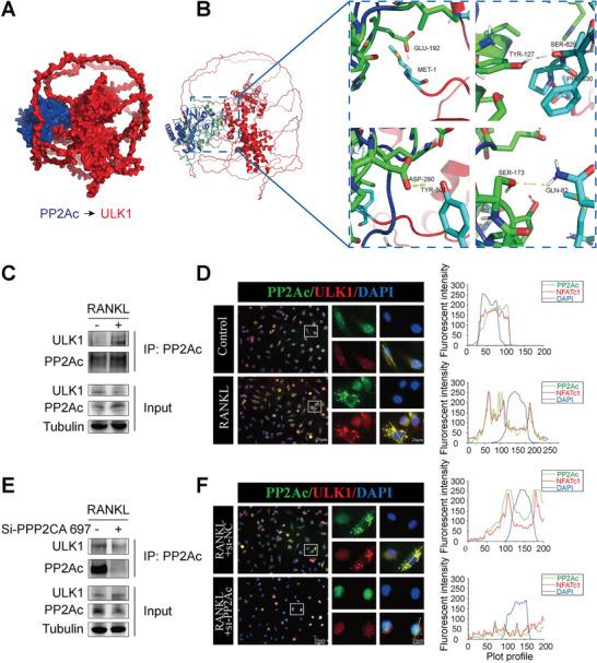 https://cdn.ncbi.nlm.nih.gov/pmc/blobs/c259/11423161/c23049c4dba7/ADVS-11-2404080-g003.jpg
