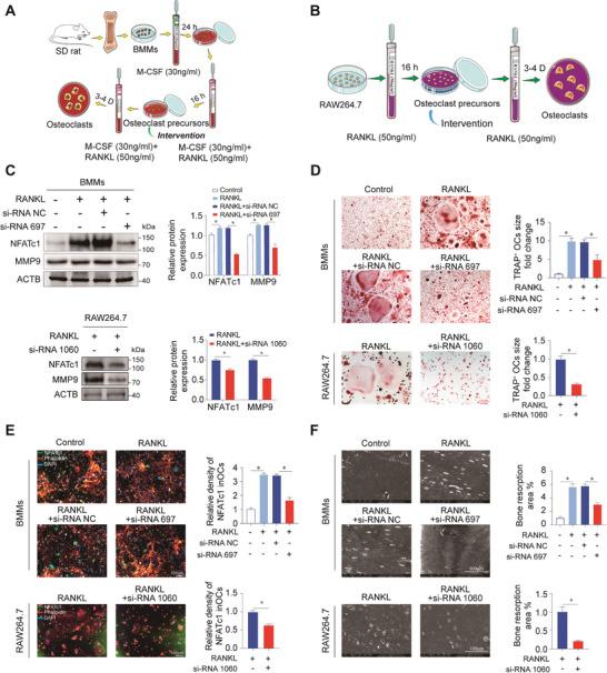 https://cdn.ncbi.nlm.nih.gov/pmc/blobs/c259/11423161/f429e39c6846/ADVS-11-2404080-g005.jpg