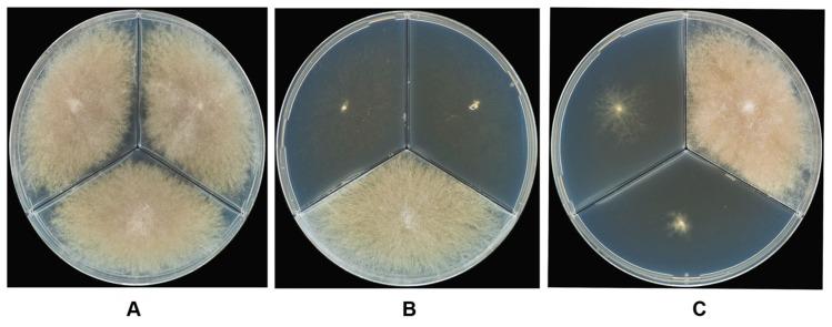 https://cdn.ncbi.nlm.nih.gov/pmc/blobs/c259/5488085/103c637f506c/microorganisms-05-00014-g004.jpg