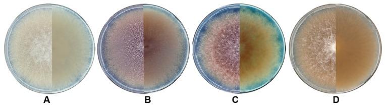 https://cdn.ncbi.nlm.nih.gov/pmc/blobs/c259/5488085/56765b89e335/microorganisms-05-00014-g002.jpg