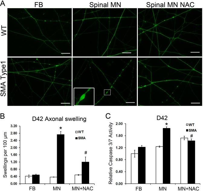 https://cdn.ncbi.nlm.nih.gov/pmc/blobs/c25b/4728333/6f3d7e6aac14/dmm-9-021766-g6.jpg
