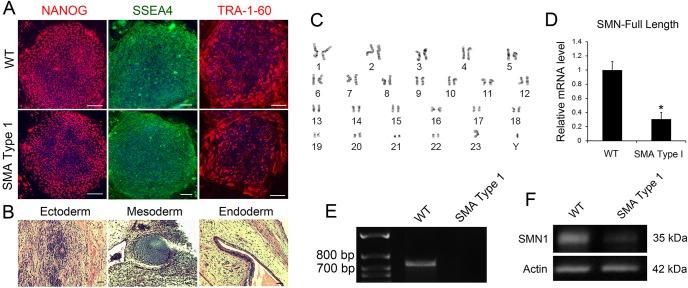 https://cdn.ncbi.nlm.nih.gov/pmc/blobs/c25b/4728333/eefa11887d9f/dmm-9-021766-g1.jpg