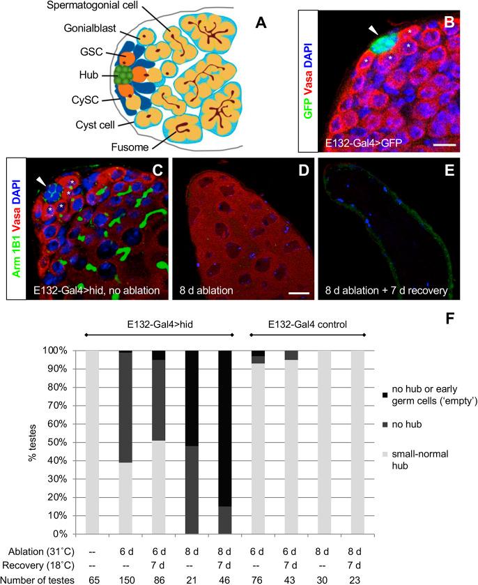 https://cdn.ncbi.nlm.nih.gov/pmc/blobs/c260/10110489/2306ceff6c06/develop-150-201148-g1.jpg