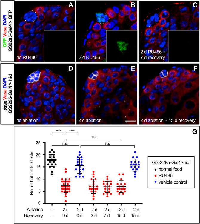 https://cdn.ncbi.nlm.nih.gov/pmc/blobs/c260/10110489/a350ee147639/develop-150-201148-g2.jpg