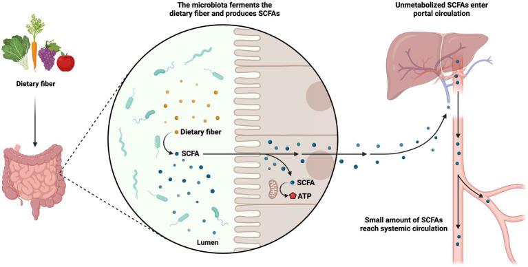 https://cdn.ncbi.nlm.nih.gov/pmc/blobs/c261/10758465/7de852a0d9f0/fmicb-14-1306192-g003.jpg