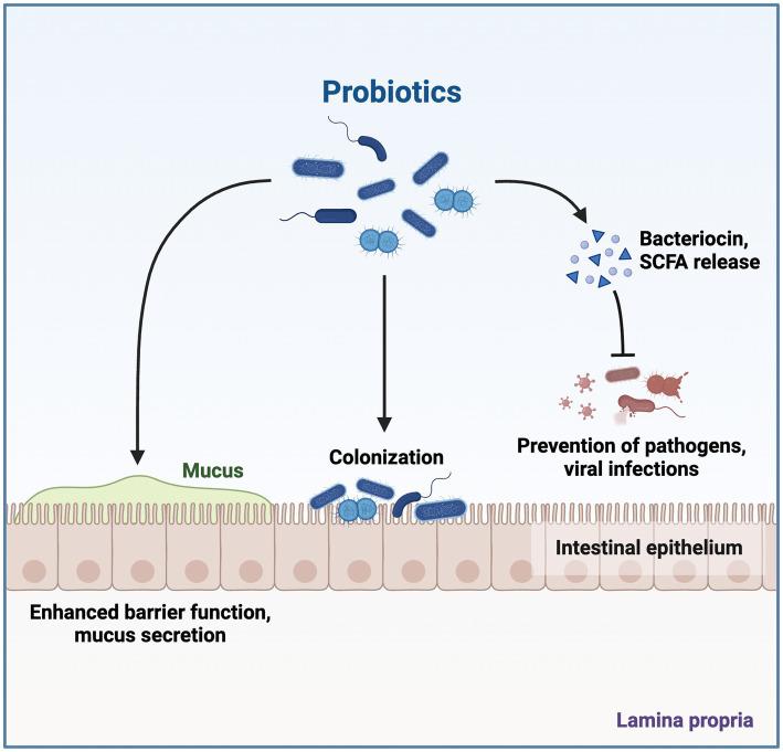 https://cdn.ncbi.nlm.nih.gov/pmc/blobs/c261/10758465/ce3eadf9dff2/fmicb-14-1306192-g004.jpg