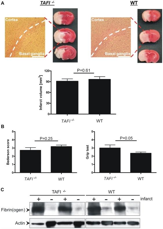 https://cdn.ncbi.nlm.nih.gov/pmc/blobs/c263/2906507/835281d15086/pone.0011658.g002.jpg