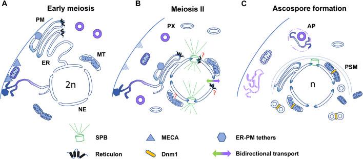 https://cdn.ncbi.nlm.nih.gov/pmc/blobs/c265/9081346/11537faba682/fcell-10-886710-g002.jpg