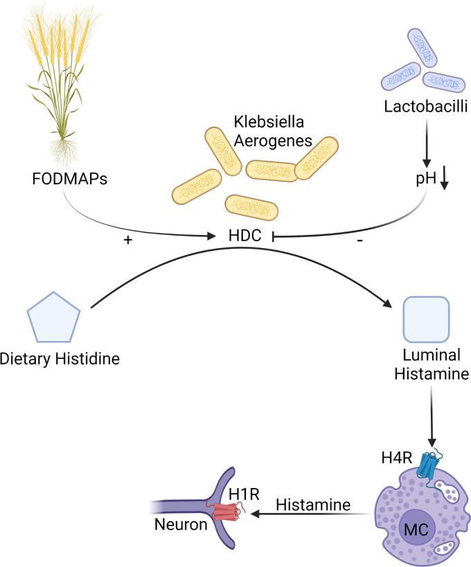 https://cdn.ncbi.nlm.nih.gov/pmc/blobs/c266/10086308/03fd796fe487/gutjnl-2020-320633f05.jpg