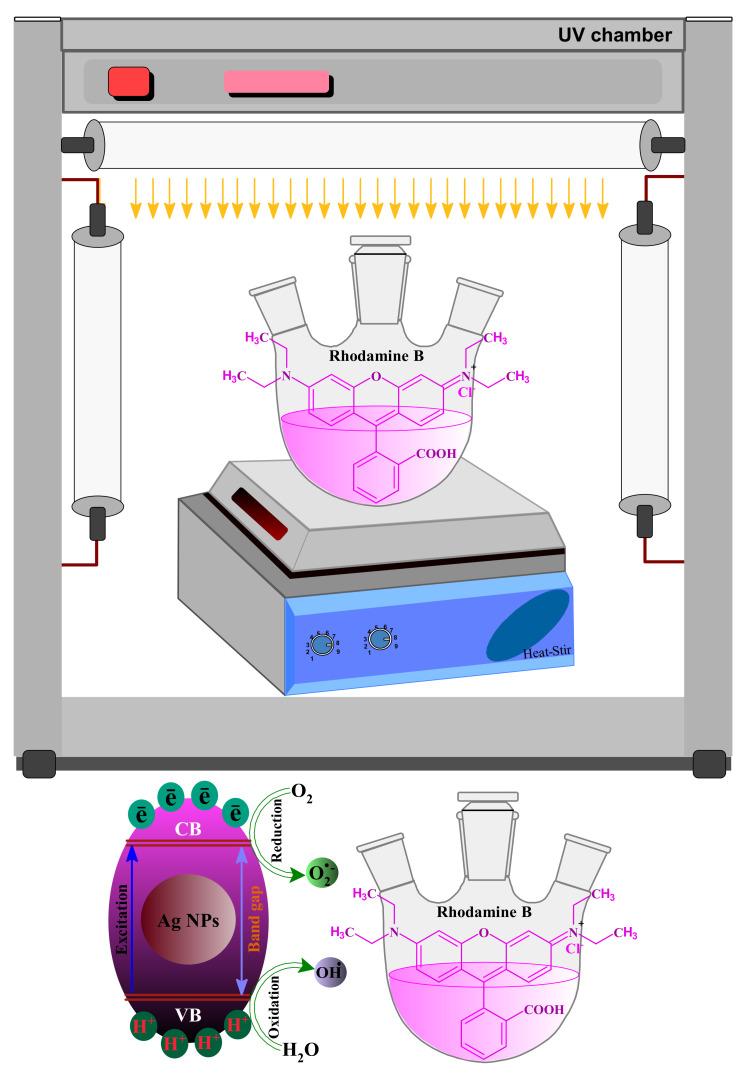 https://cdn.ncbi.nlm.nih.gov/pmc/blobs/c266/7760056/d59a1d8daf11/biomolecules-10-01604-g014.jpg