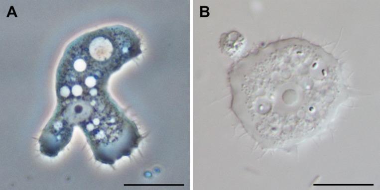 https://cdn.ncbi.nlm.nih.gov/pmc/blobs/c267/4330640/91c0b623abce/parasite-22-10-fig3.jpg