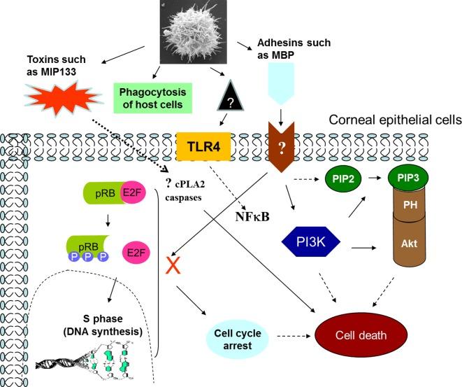 https://cdn.ncbi.nlm.nih.gov/pmc/blobs/c267/4330640/dde9eeb54e2f/parasite-22-10-fig8.jpg