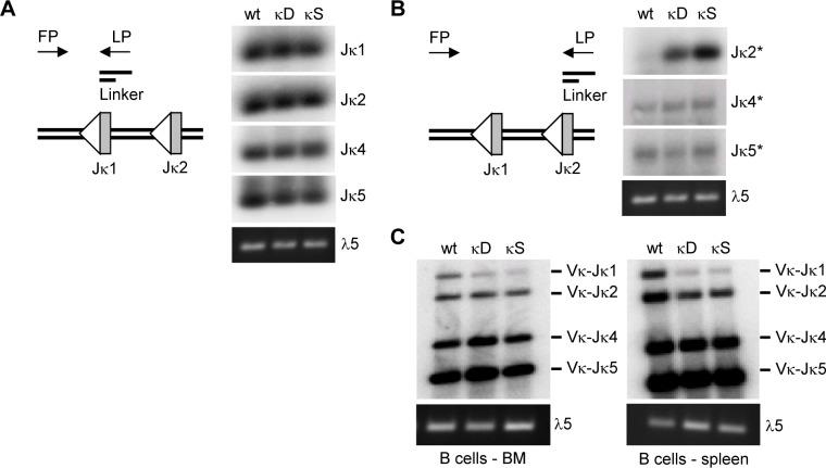 https://cdn.ncbi.nlm.nih.gov/pmc/blobs/c268/4283955/7289e89ee0af/pone.0113824.g001.jpg