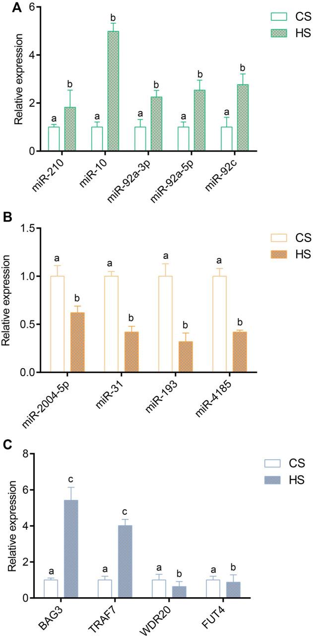 https://cdn.ncbi.nlm.nih.gov/pmc/blobs/c269/9351827/d9cf57a6a77f/fphys-13-929094-g005.jpg