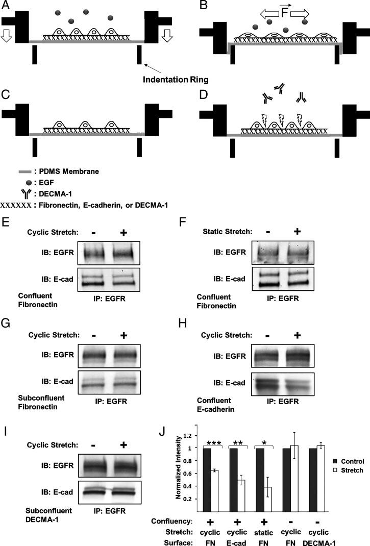 https://cdn.ncbi.nlm.nih.gov/pmc/blobs/c26a/8794882/0ea62dde416e/pnas.2100679119fig02.jpg