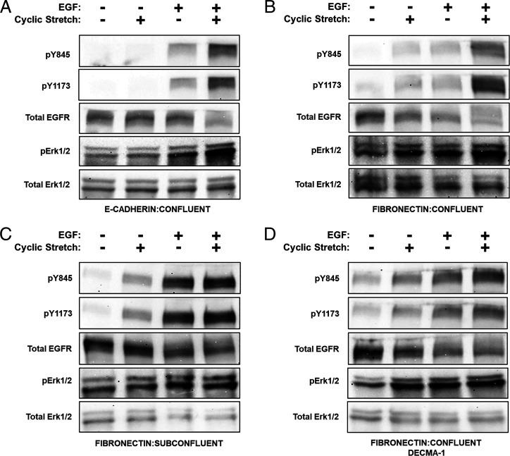 https://cdn.ncbi.nlm.nih.gov/pmc/blobs/c26a/8794882/78c80fd7c3fc/pnas.2100679119fig04.jpg