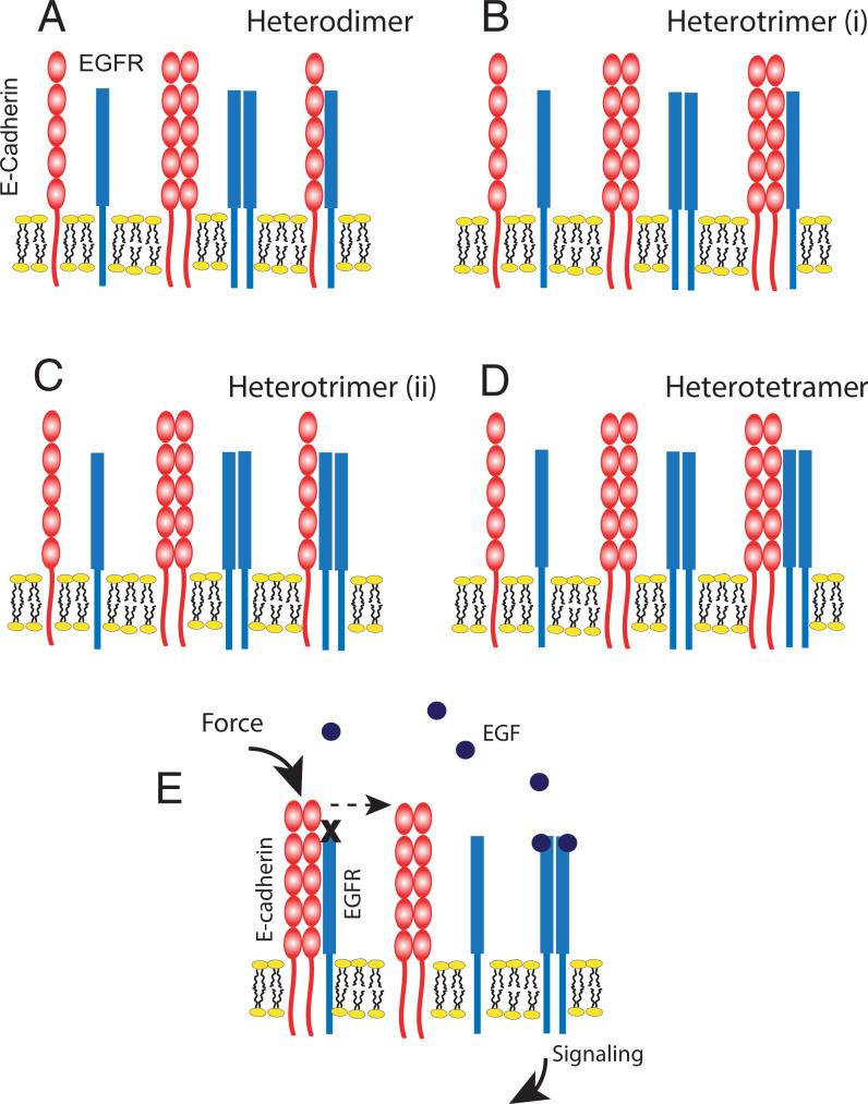https://cdn.ncbi.nlm.nih.gov/pmc/blobs/c26a/8794882/84c88658a87d/pnas.2100679119fig06.jpg