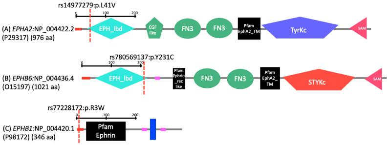 https://cdn.ncbi.nlm.nih.gov/pmc/blobs/c26b/9222557/1f06705b9a3c/genes-13-00952-g001.jpg