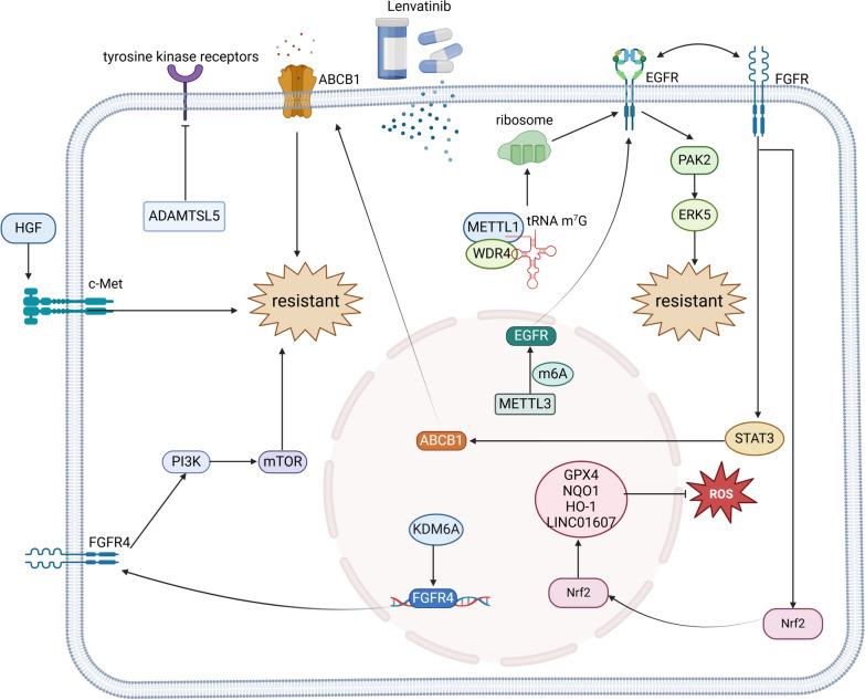 https://cdn.ncbi.nlm.nih.gov/pmc/blobs/c26f/11663365/8cd51468f5be/13045_2024_1647_Fig5_HTML.jpg