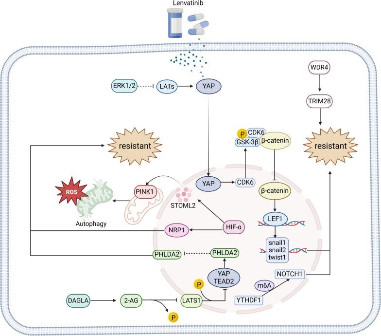 https://cdn.ncbi.nlm.nih.gov/pmc/blobs/c26f/11663365/a90a8b197805/13045_2024_1647_Fig8_HTML.jpg