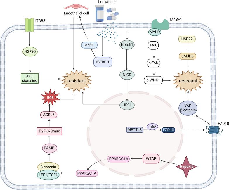 https://cdn.ncbi.nlm.nih.gov/pmc/blobs/c26f/11663365/fac378d79940/13045_2024_1647_Fig6_HTML.jpg