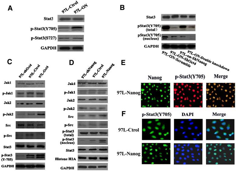 https://cdn.ncbi.nlm.nih.gov/pmc/blobs/c271/4377043/c8394af7dba7/13045_2015_119_Fig4_HTML.jpg