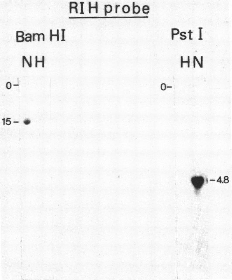https://cdn.ncbi.nlm.nih.gov/pmc/blobs/c273/324014/7c1823a87289/nar00424-0087-a.jpg