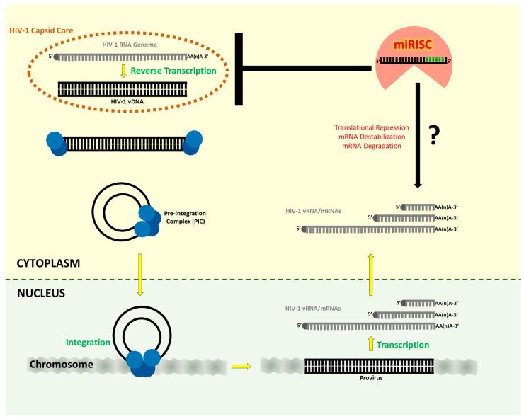 https://cdn.ncbi.nlm.nih.gov/pmc/blobs/c273/5869503/9e1b554dccdb/viruses-10-00110-g003.jpg