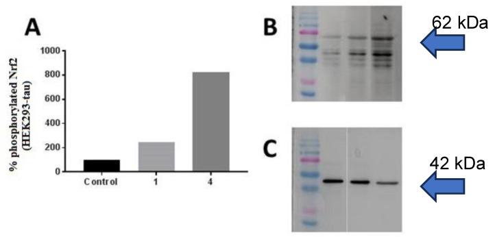 https://cdn.ncbi.nlm.nih.gov/pmc/blobs/c276/10669650/9035ef558f09/antioxidants-12-01980-g007.jpg