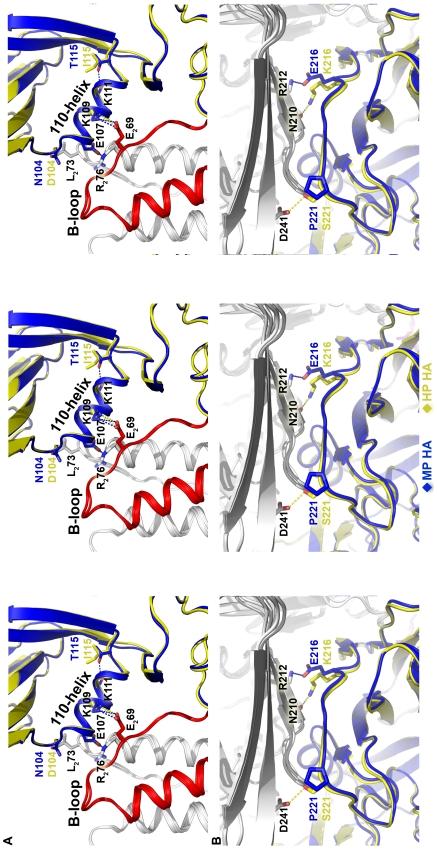 https://cdn.ncbi.nlm.nih.gov/pmc/blobs/c278/3228800/d3d2f81b964b/ppat.1002398.g006.jpg