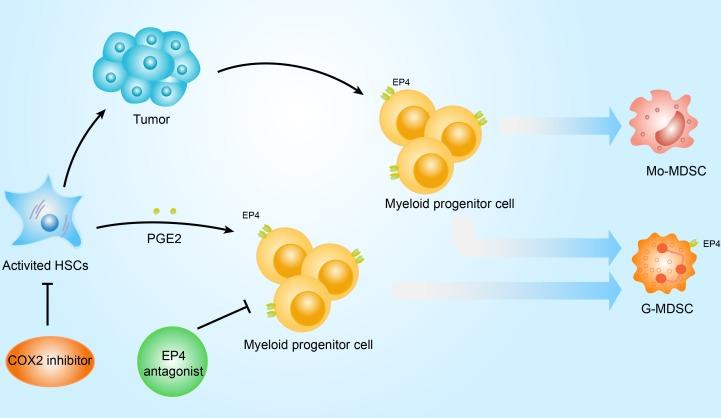 https://cdn.ncbi.nlm.nih.gov/pmc/blobs/c27d/4891010/74bb244fe2ab/oncotarget-07-8866-g005.jpg