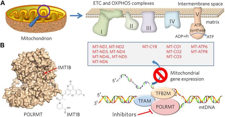 https://cdn.ncbi.nlm.nih.gov/pmc/blobs/c27f/8716502/157b28543222/fchem-09-775226-g001.jpg