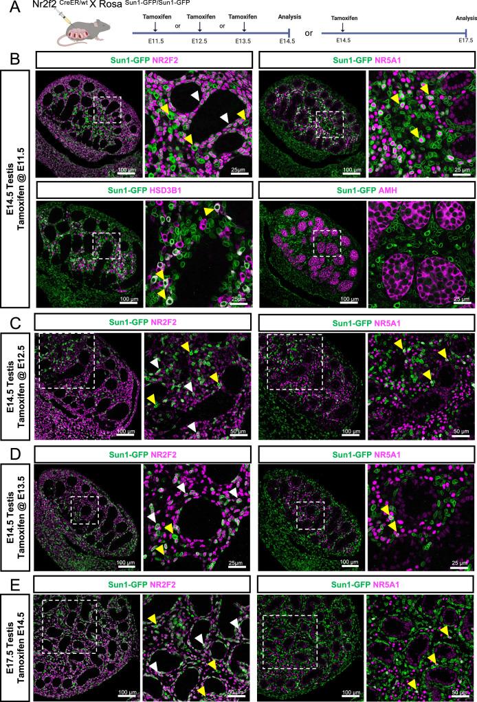 https://cdn.ncbi.nlm.nih.gov/pmc/blobs/c282/12038043/c15a3cd1c3e8/41467_2025_59183_Fig3_HTML.jpg