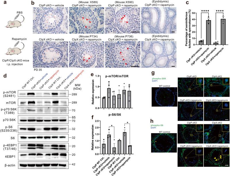 https://cdn.ncbi.nlm.nih.gov/pmc/blobs/c284/10556007/8c276362cca4/42003_2023_5372_Fig8_HTML.jpg